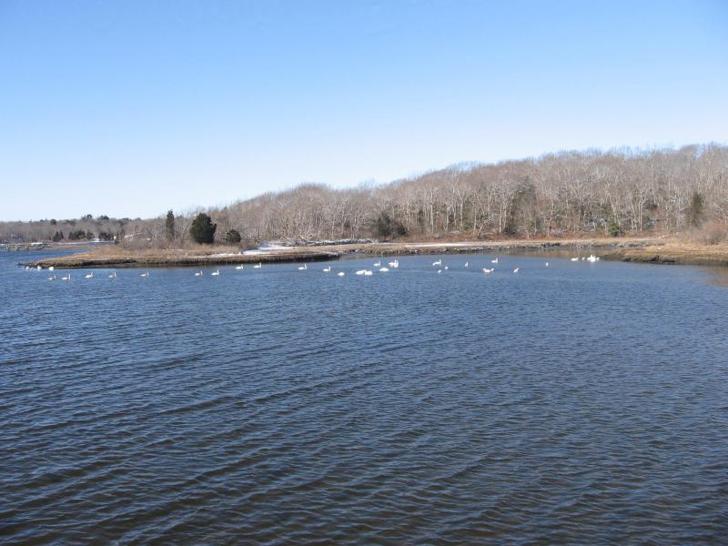 Swans on the Slocum River